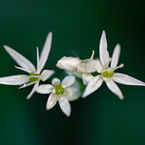 Spring bloomers